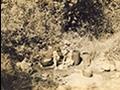 깊이울계곡 빨래터의 아낙(1953년) 썸네일 이미지