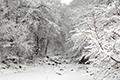 백운계곡의 겨울 썸네일 이미지