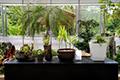 평강식물원 약용식물온실 식물 썸네일 이미지