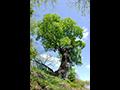 구읍리 느티나무 썸네일 이미지