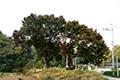 상성북리 느티나무 썸네일 이미지
