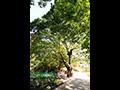 마전3리 삼밭골 느티나무 보호수2 썸네일 이미지