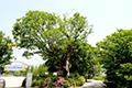 이동교리 느티나무 썸네일 이미지