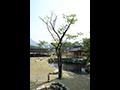 산사원 산사나무 썸네일 이미지